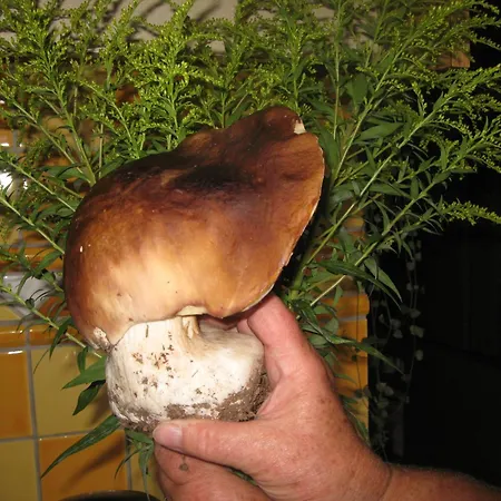 Pensjonat Gletschermuehle 3*